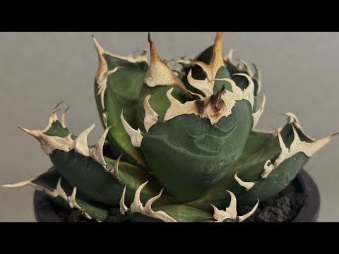 Plus Plants - YouTube