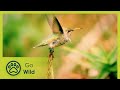 Birds - Animal Society 3/13 - Go Wild