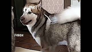 Feride Ya Ündar Ündar Ilfer Il