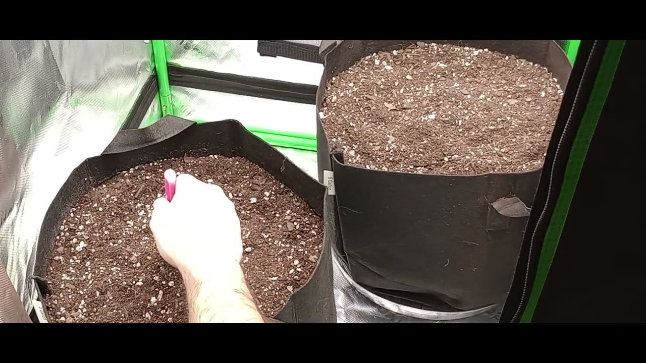 HOW to PREP Fox Farms SOIL // NYC Sour D by RQS //