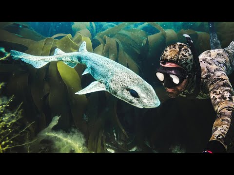 The UK's Wild Waters: Snorkelling with Sharks and Marine Life