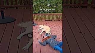 ring camera catches woman her dog happiest moment ever dodo