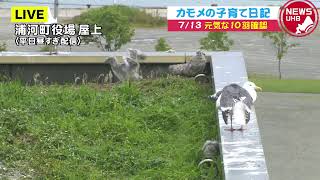 🔔LIVE… カモメの子育て日記 7月13日(火)