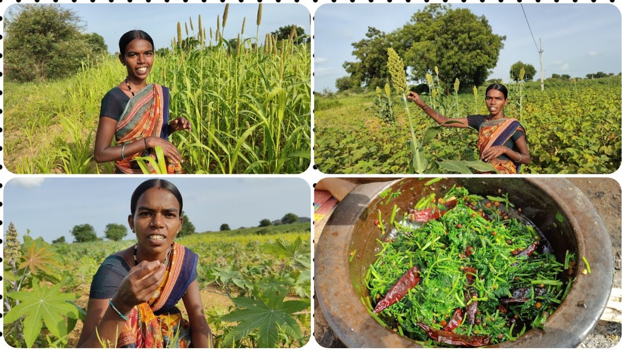 కొత్తిమీర రోటి పచ్చడి మేము రోజుతినే సద్ద రొట్టెలు మాపొలంలో పండిస్తాం సద్దులు నువ్వులు జొన్నలు కందులు