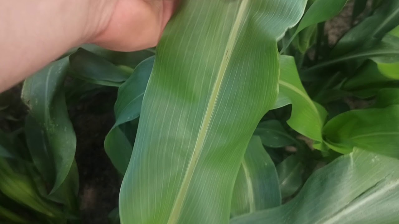 Sorgo Gigant 2 miesiące od siewu.😍😍😍