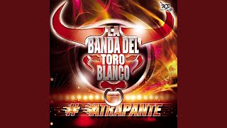 Video thumbnail of "La Banda del Toro Blanco - Poquito a poco - Llamaré a tu puerta - Dame cariño Niña - Solo con decirte guapa (Enganchados)"