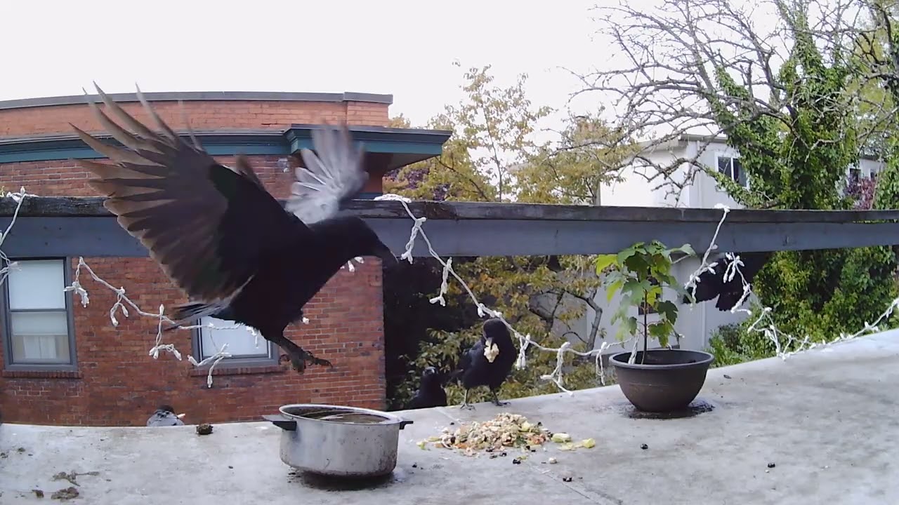 10 20 25 murder of crows eating a chef salad