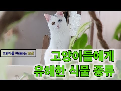 고양이들에게 유해한 식물 정리 (위험한 식물의 종류와 독성증상)