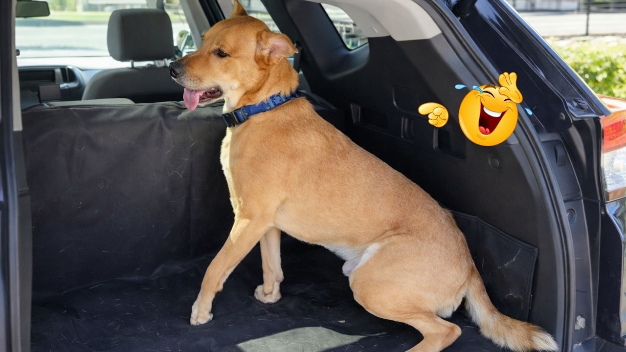 HILARIOUS DOGS Being Weird 🤪 NEW Funniest Dogs Video 2026