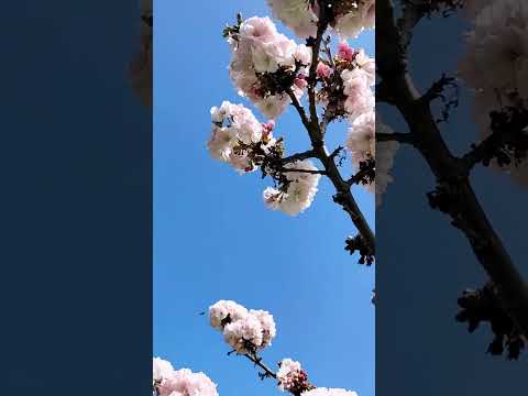 Весна — это улыбка земли #весна2024 #сочисейчас #весенниецветы