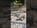 Alligator Farm in Florida