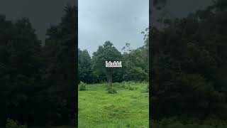 Beautiful Idukki pleasant #travelvlog #pampadumshola#naturephotography #green #flora fauna