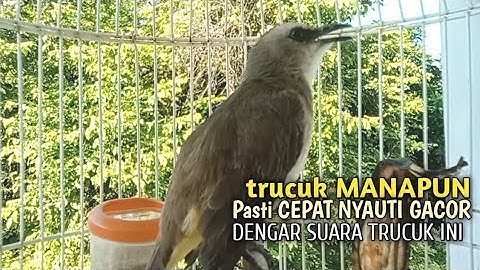 Trucuk BETINA memanggil Jantan Suara Birahi Ngecuplik 100% pancingan trucukan gacor agar BUNYI EMOSI