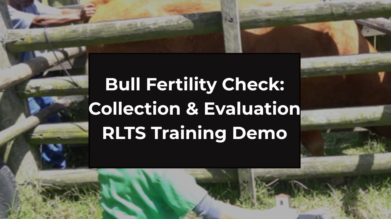 Bull Fertility Check | Semen Collection & Evaluation – RLTS Academy ...