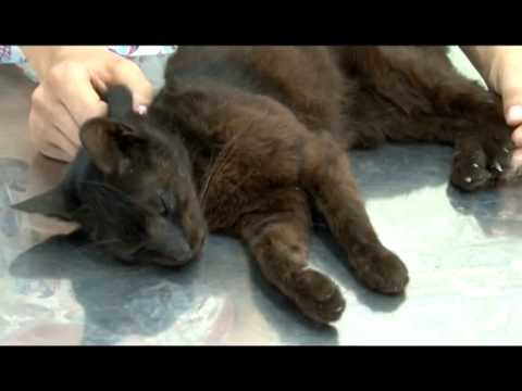 Video: Upala Bubrega Uslijed Nakupljanja Tekućine U Mačaka