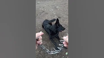 Строгий ошейник / Что нужно знать перед использованием