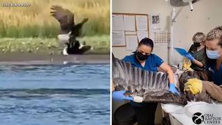 Vet teams believe Jackie was already sick before fight captured on video in Big Bear