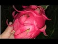 Why Mibao Dragon Fruit is Taking Over Farms in 2025! #Mibaodragonfruit#mibaodragonfruit