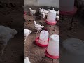 Always Use A Dry Litter