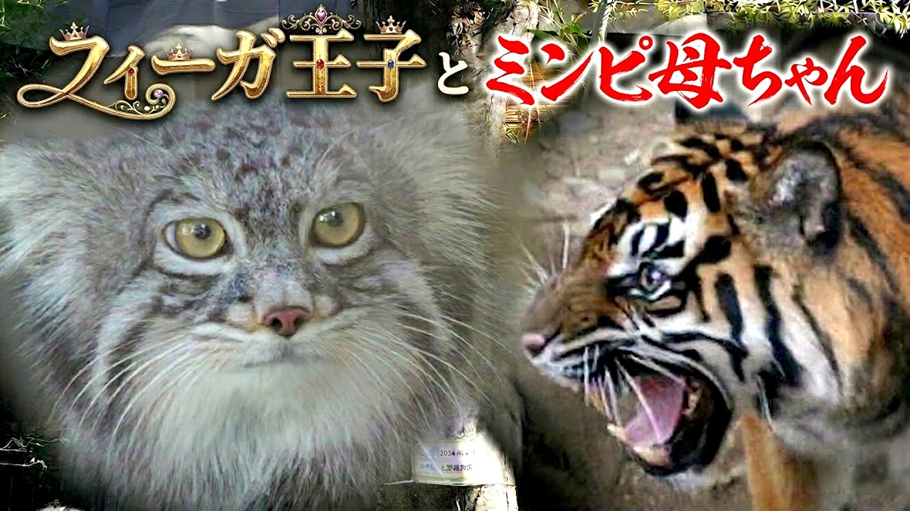 フィーガ王子とミンピ母ちゃん