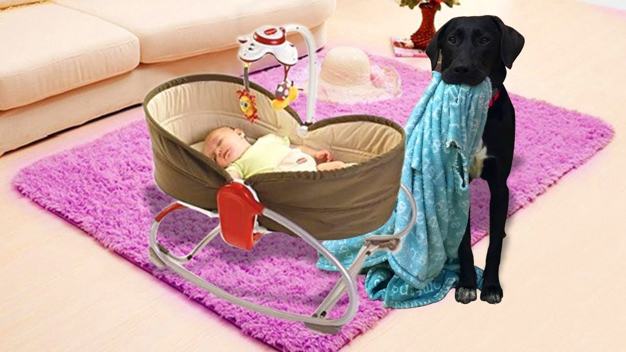 Nanny dog covers baby with blanket and rocks baby to sleep YouTube