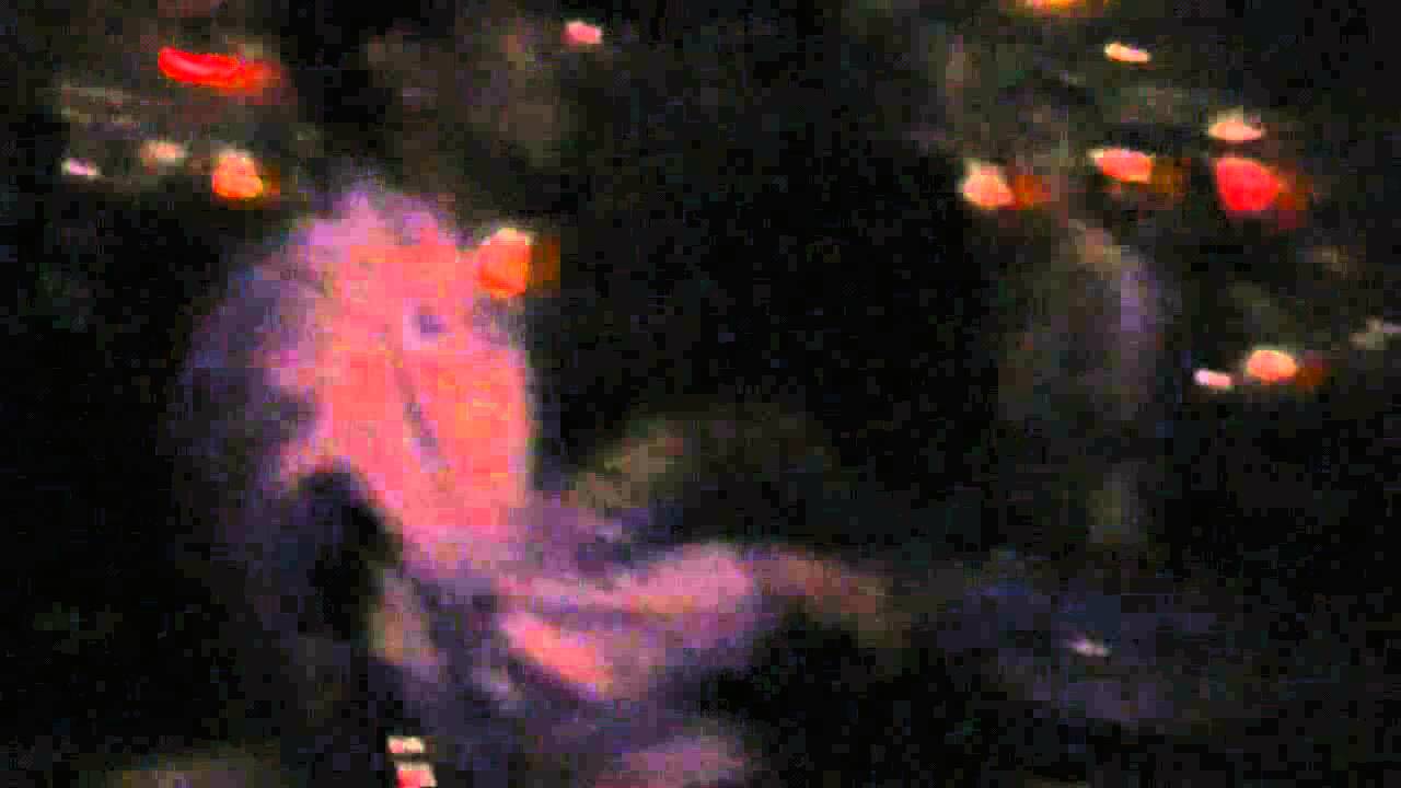 Delvin & Delerio & MC Dirty B ft Vikesh on percussion @ Speechless