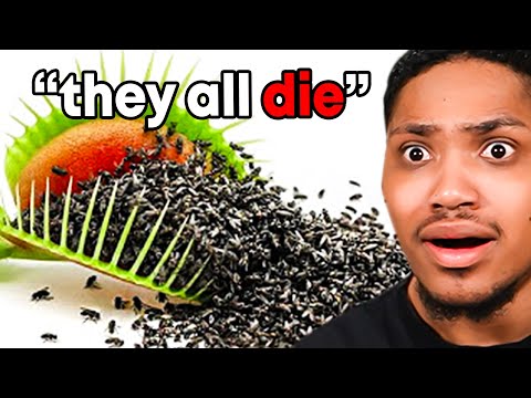 1 000 Flies Vs Venus Fly Trap