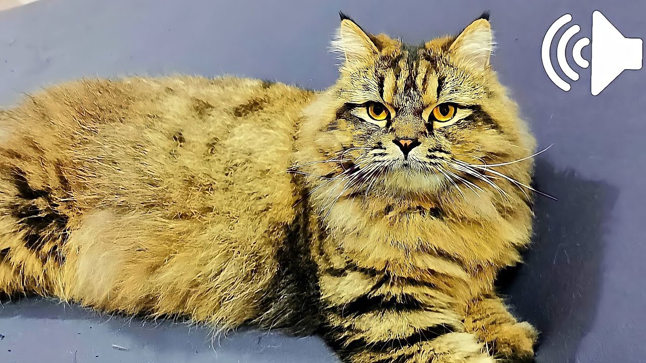 1 HOUR MALE CAT IN HEAT MEOWING MATE CALLING PRANK YOUR PETS YouTube