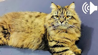 1 HOUR MALE CAT IN HEAT MEOWING - MATE CALLING - PRANK YOUR PETS by My Kitty Story 1,451 views 10 months ago 1 hour, 1 minute