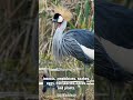 Grey Crowned Crane - One Minute Wildlife with Robert Wedderburn #shorts #wildlife #birds