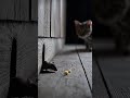 No! Inside—now! 🧀🐭🐭⚡️🐱 #animals #Shorts #cat #animalshorts