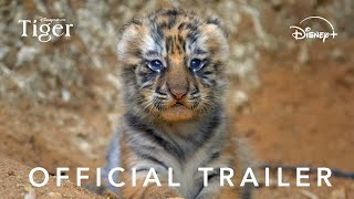Disneynature's Tiger | Priyanka Chopra | April 22 | DisneyPlus Hotstar