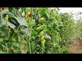 Datterino Tre Stagioni | Agricoltura Live Twitch 20/2/22
