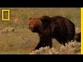 Grizzly Bears vs. Wolves in Yellowstone | National Geographic