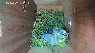 Having a bad NEST day - Pesky moss!