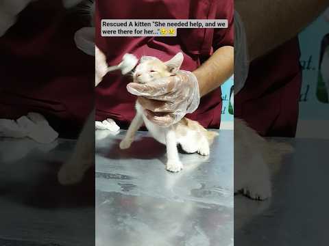 إنقاذ قطة صغيرة كانت بحاجة إلى المساعدة وكنا هناك من أجلها ملجأ شورت قطة