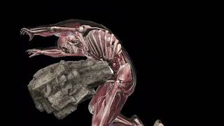 Mkx Android Tremor X-Ray Hq