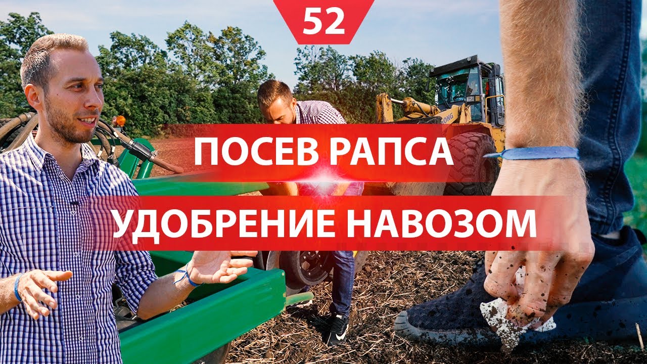 Посев рапса и всходы. Разбрасывание навоза и запахивание - YouTube