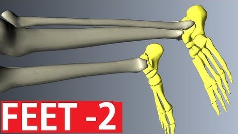 Foot Anatomy - Ankle Anatomy - Anatomy Tutorial Part 2