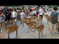 Walking tour - NARA PARK : Deers / Todaiji Temple (Trip to Japan 2019)