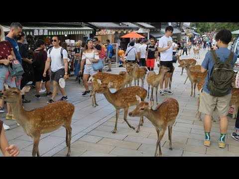 Vidéo: Temple Todai-ji : Quelques Faits Intéressants