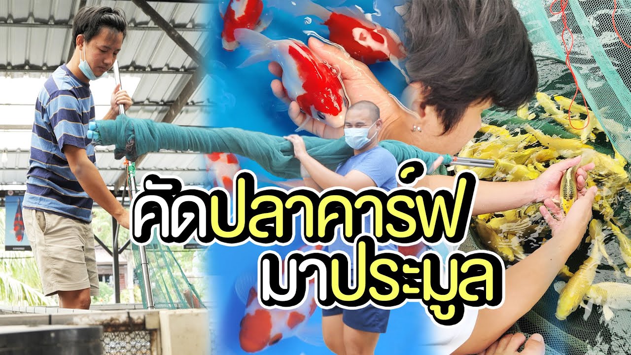 คัดปลาคาร์ฟ ที่นิมิต โค่ย ฟาร์ม ลากอวนทั้งฟาร์ม !!! | The PETTO EP.135