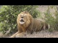 Listen to this Amazing roaring sound From BIG male Lion