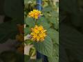 Lantana Bloomify yellow flame #aafreenmomin #flowers #lantanaflower #panchfuli #raimuniya #nature
