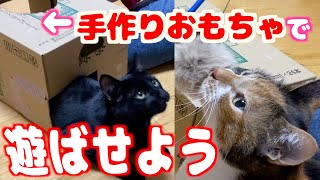 手作りおもちゃを使って猫たちを遊ばせてみました