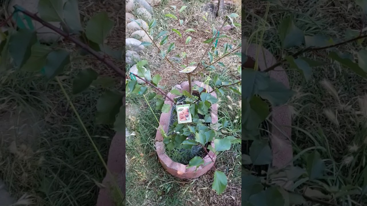 🍑 FLAVOR DELIGHT APRIUM & EMERALD DROP PLUOT 🌿🌿 2 TREES IN SAME HOLE 🍑