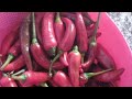 دبس هريسة الشطه🌶🌶 /  هتخزنيها بسهوله مش هتشتري بتاع المصانع تاني👍