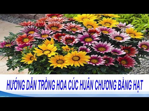 Video Hướng dẫn trồng hạt giống hoa cúc huân chương nhiều... - youtube