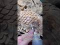 This Wood Carving Skill Is on Another Level 😱