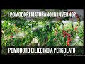 I Pomodori MATURI in inverno sono ARTIFICIALI? 😨 | Ecco il Pomodoro Ciliegino a Pergola [1×2]